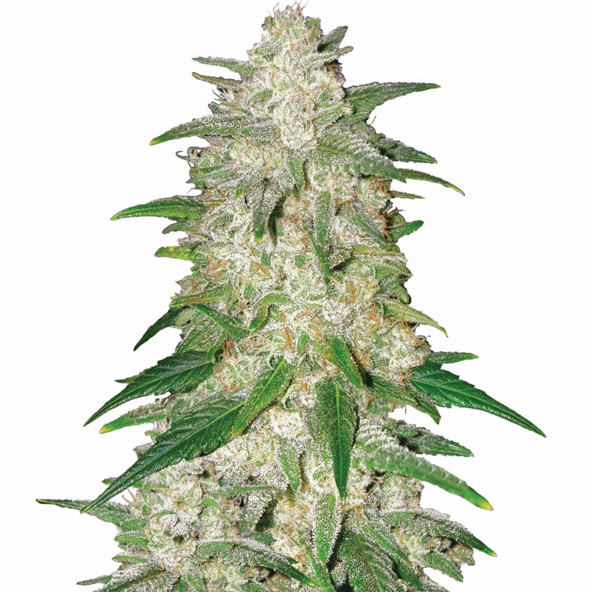 Gelato Auto (Ganja Farmer)