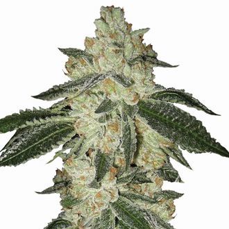 Aurora Indica Autoflower (Nirvana) Feminisiert Aurora Indica Autoflower (Nirvana) Feminisiert