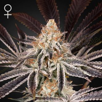 Dark Phoenix (Greenhouse Seeds) feminisiert Dark Phoenix (Greenhouse Seeds) feminisiert