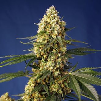 Strawberry Banana Gelato XL Auto (Sweet Seeds) feminisiert Strawberry Banana Gelato XL Auto (Sweet Seeds) feminisiert