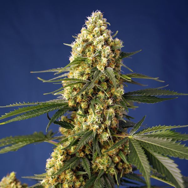 Strawberry Banana Gelato XL Auto (Sweet Seeds) feminisiert