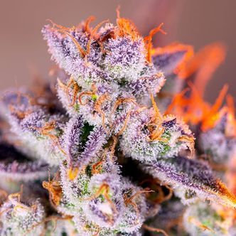 Tropicanna Poison XL Auto (Sweet Seeds) feminisiert