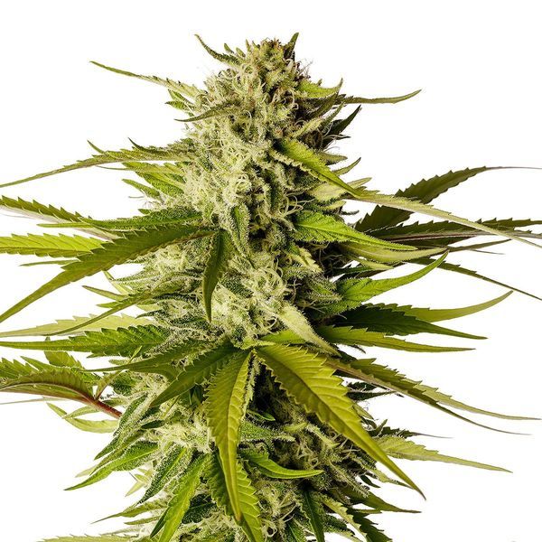 Break-Up Cake (Kannabia) feminisiert