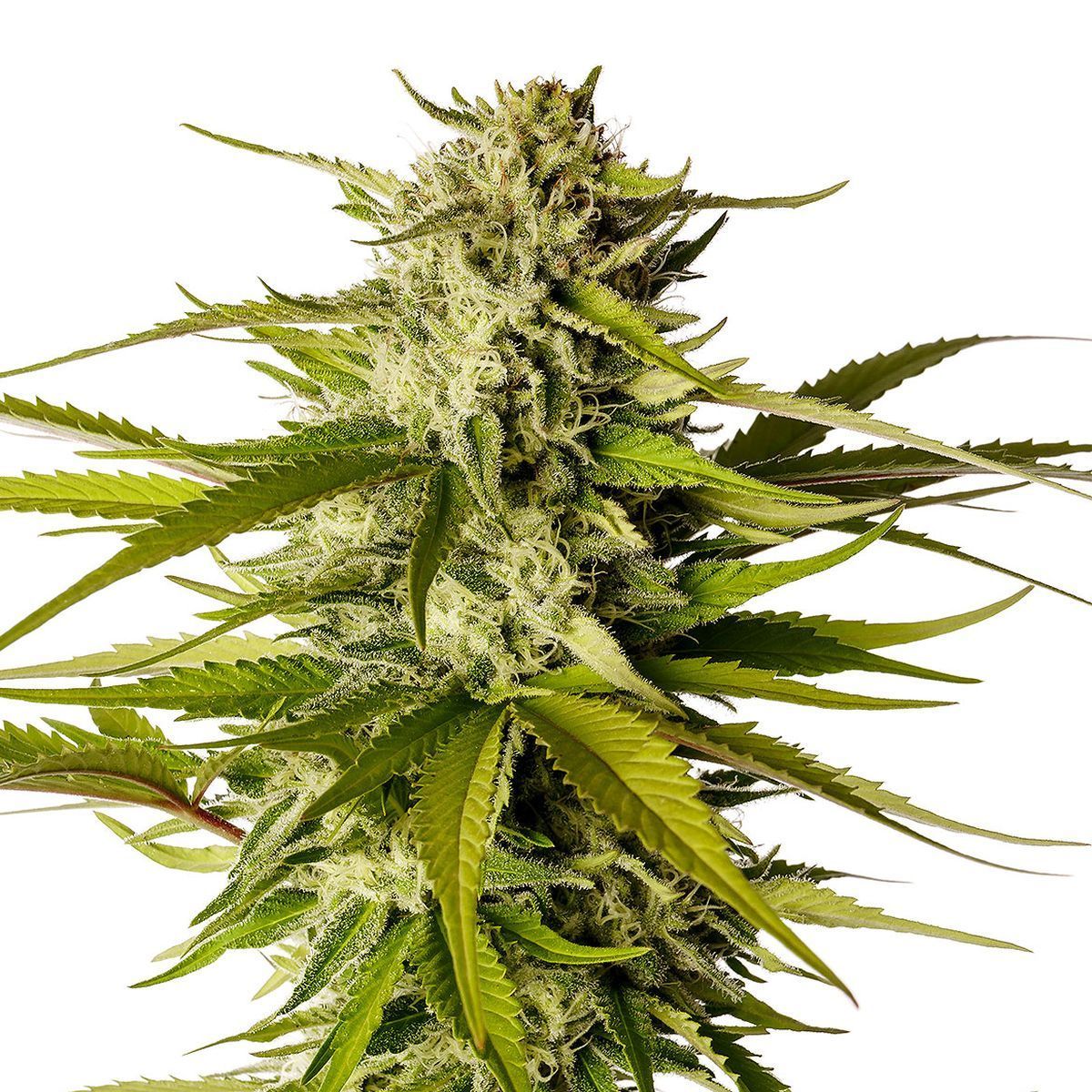 Break-Up Cake Feminisiert (Kannabia)