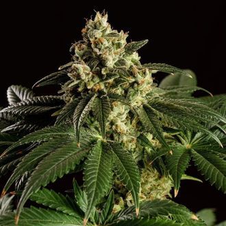 Dream Sherbet (Kannabia) feminisiert Dream Sherbet (Kannabia) feminisiert