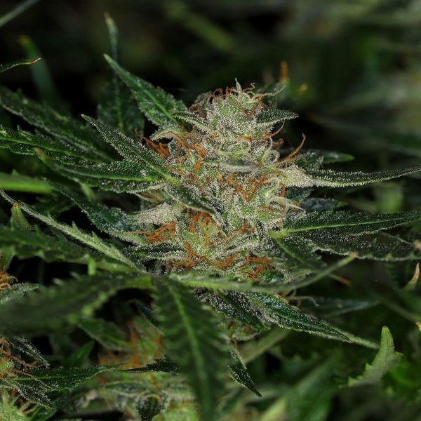 Dream Sherbet Auto (Kannabia) feminisiert