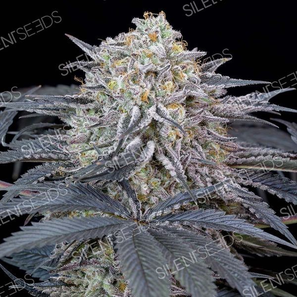 Watermelon Runtz (Silent Seeds) feminisiert