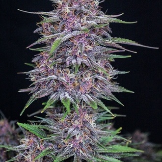 Banana Purple Punch Auto (FastBuds) feminisiert