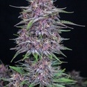 Banana Purple Punch Auto (FastBuds) feminisiert