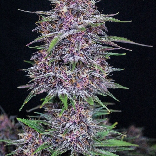 Banana Purple Punch Auto (FastBuds) feminisiert