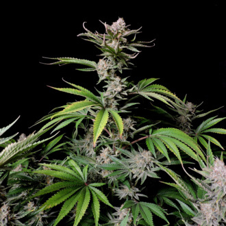Cherry Cola Auto (FastBuds) feminisiert
