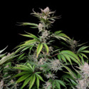 Cherry Cola Auto (FastBuds) feminisiert