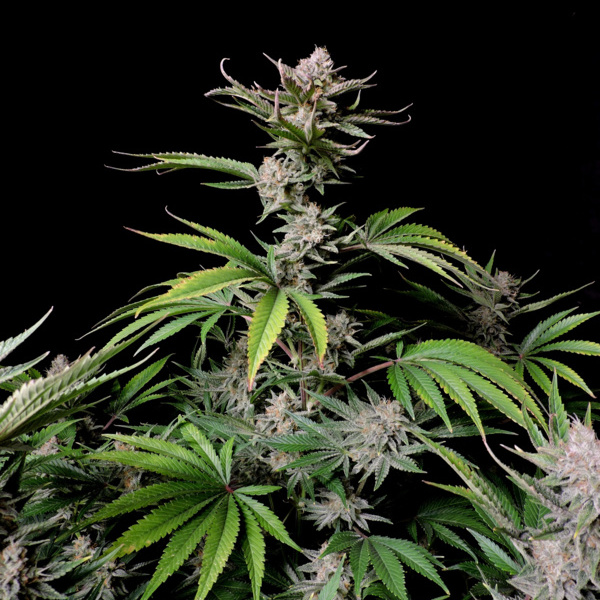 Cherry Cola Auto (FastBuds) feminisiert