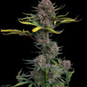 Gorilla Punch Auto (FastBuds) feminisiert