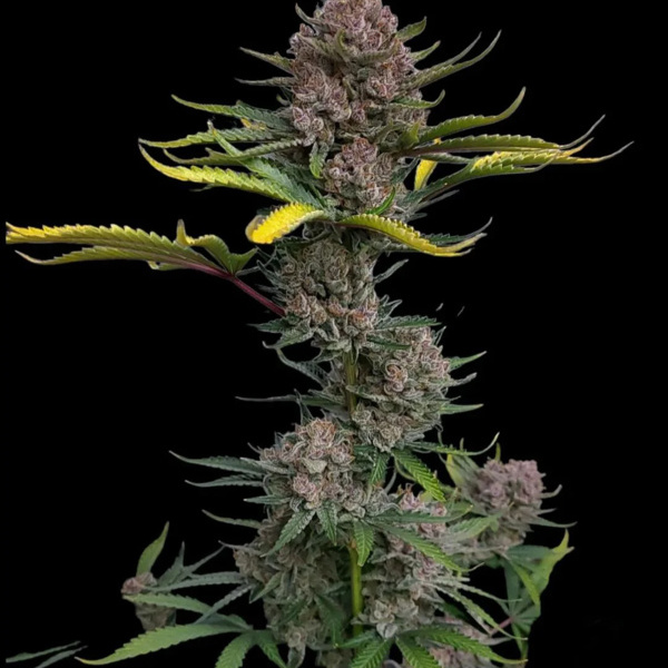 Gorilla Punch Auto (FastBuds) feminisiert