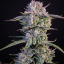 Strawberry Gorilla Auto (FastBuds) feminisiert