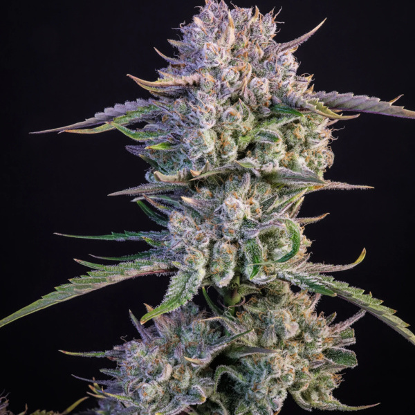 Strawberry Gorilla Auto (FastBuds) feminisiert