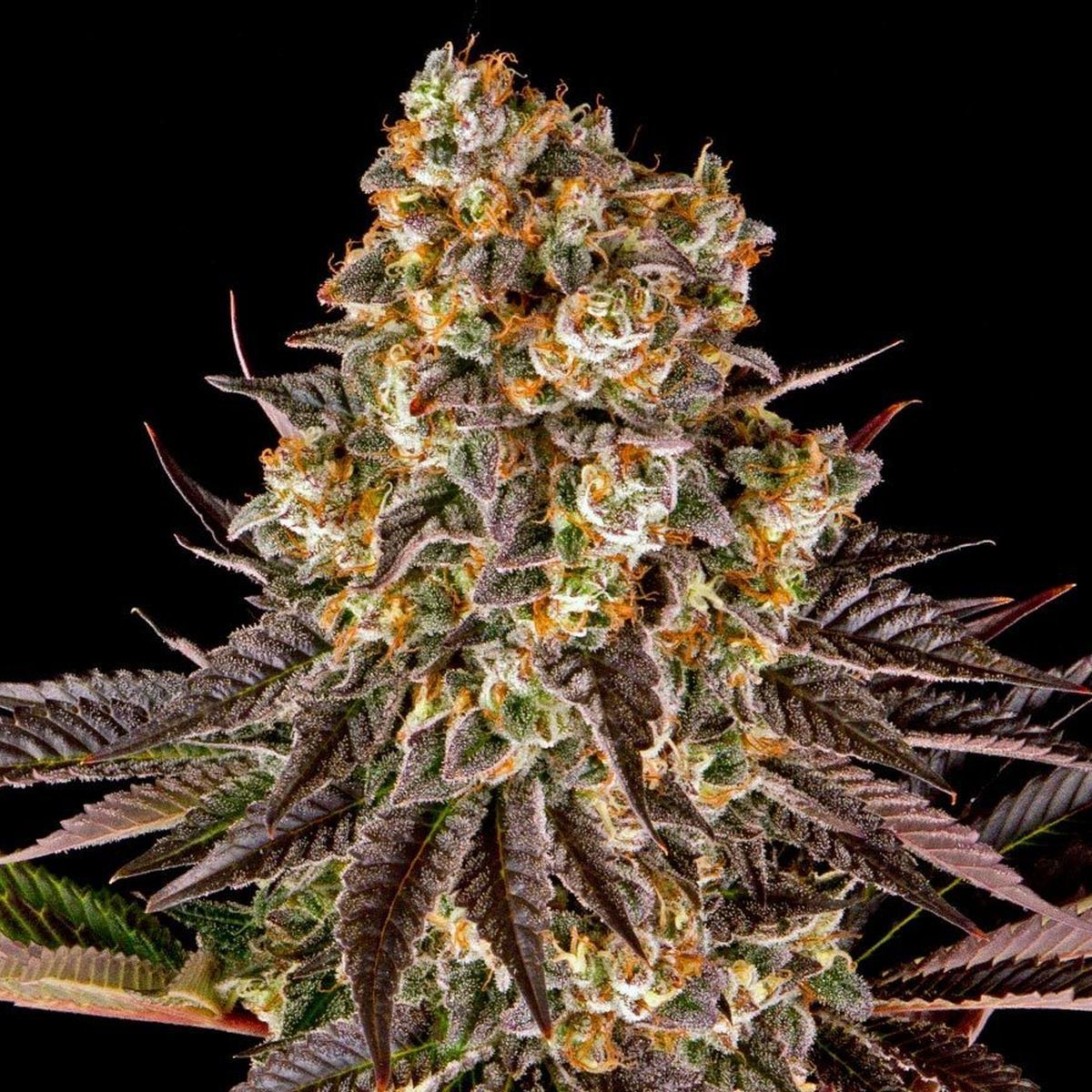 Gelato #45 Feminisiert (Barney's Farm)