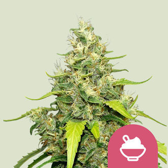 Blue Gelato (Royal Queen Seeds) feminisiert Blue Gelato (Royal Queen Seeds) feminisiert