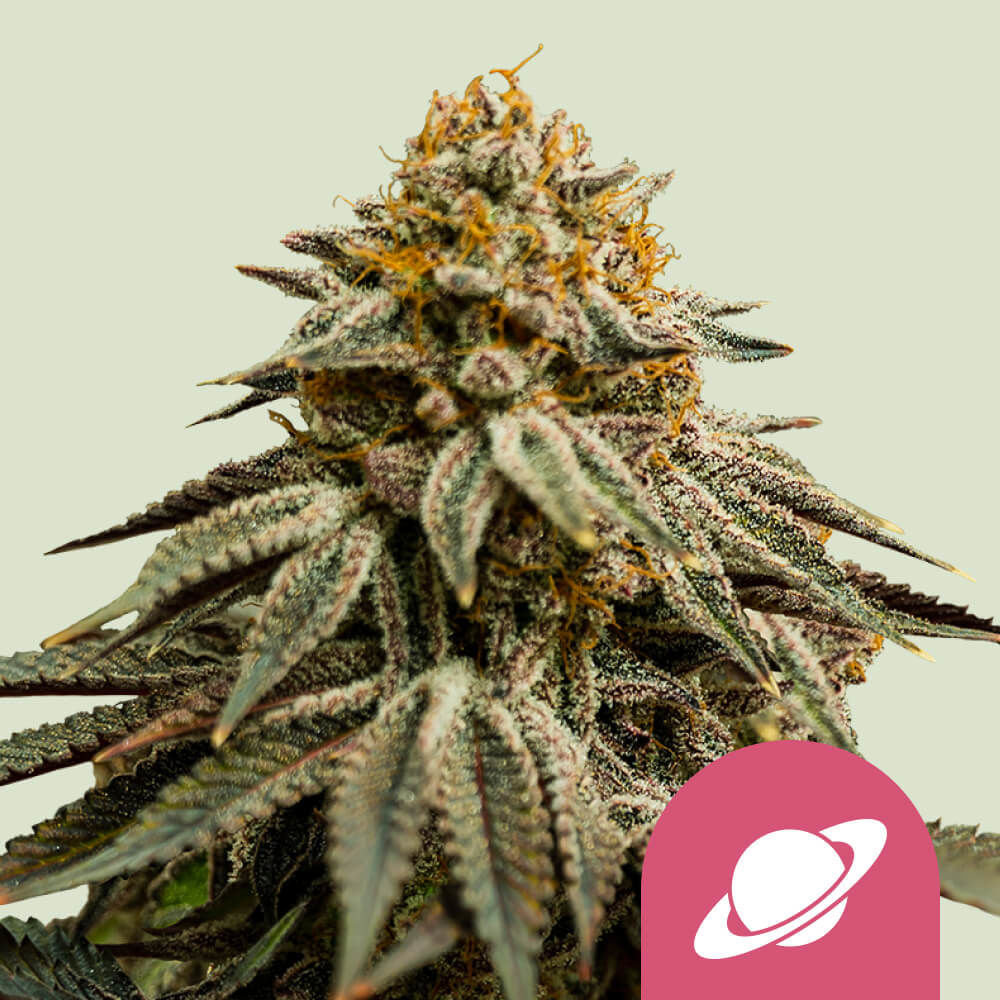 Royal Skywalker Feminisiert (Royal Queen Seeds)