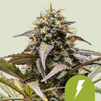 North Thunderfuck Automatic (Royal Queen Seeds) Feminisiert North Thunderfuck Automatic (Royal Queen Seeds) Feminisiert