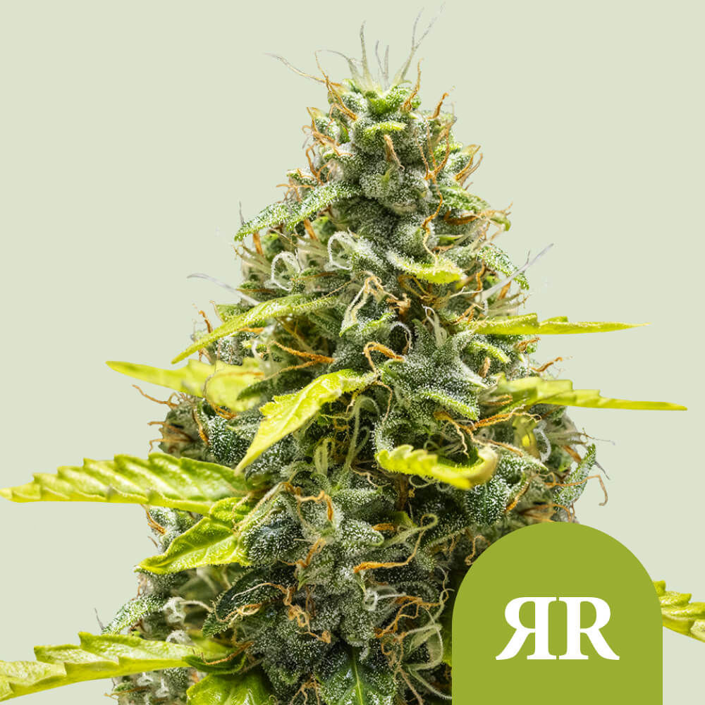 Royal Runtz Auto (Royal Queen Seeds)