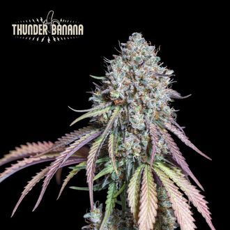 Thunder Banana (Seedstockers) Thunder Banana (Seedstockers)