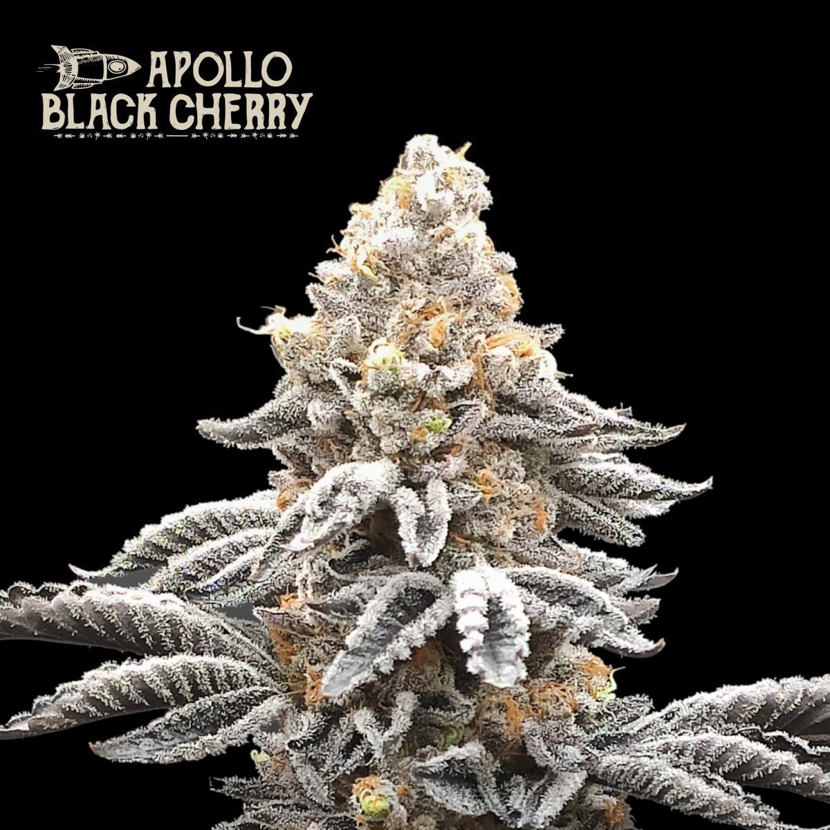 Apollo Black Cherry Feminisiert (Seedstockers)