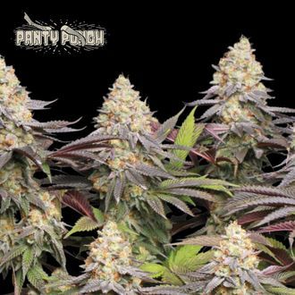 Panty Punch (Seedstockers) Panty Punch (Seedstockers)