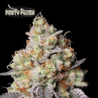 Panty Punch Auto (Seedstockers) Panty Punch Auto (Seedstockers)