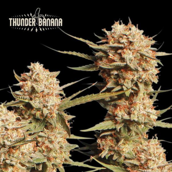 Thunder Banana Auto (Seedstockers) feminized