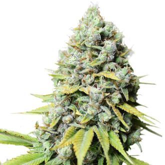 Kosher Haze (Super Sativa Seed Club) feminisiert Kosher Haze (Super Sativa Seed Club) feminisiert