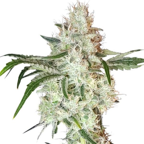 Lemon OG (Super Sativa Seed Club) feminisiert