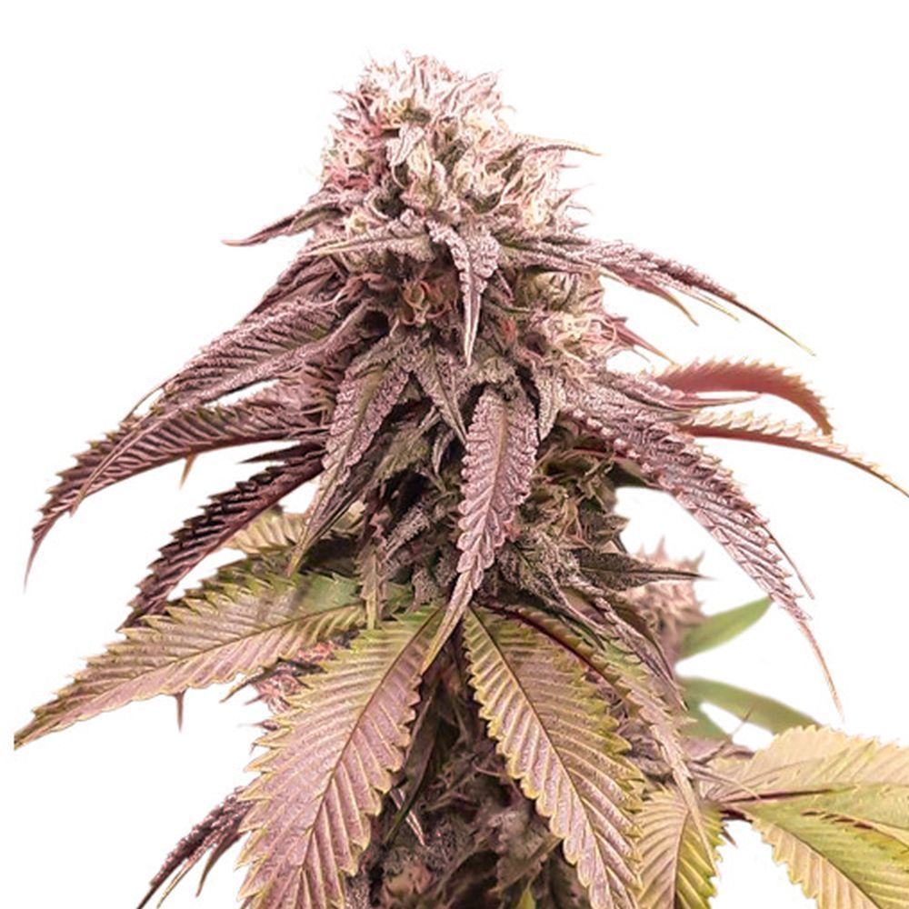 Strawberry Chemdawg OG Feminisiert (Super Sativa Seed Club)
