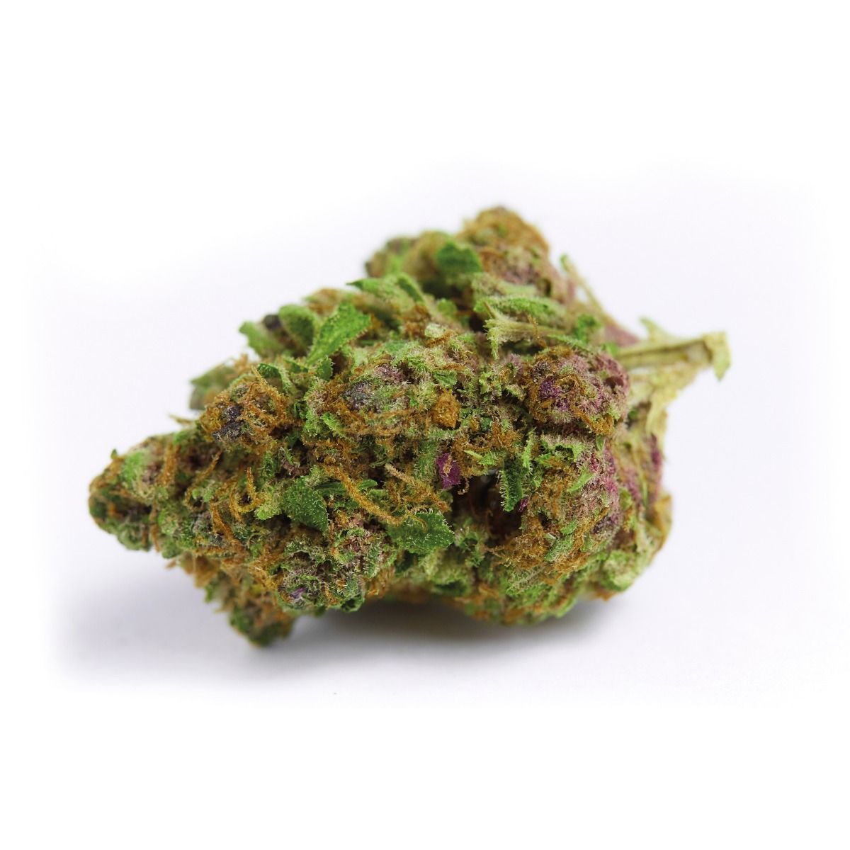 Banane Sherbet Feminisiert (Growers Choice)