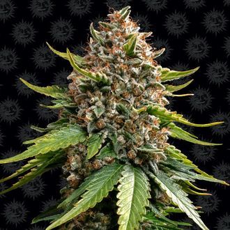White Widow XXL Auto (Barney's Farm) feminisiert White Widow XXL Auto (Barney's Farm) feminisiert