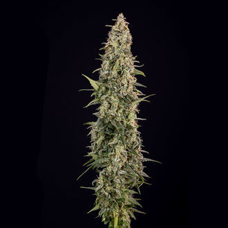 Purple Haze Automatic (Zamnesia Seeds) feminisiert