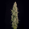 Purple Haze Automatic (Zamnesia Seeds) feminisiert