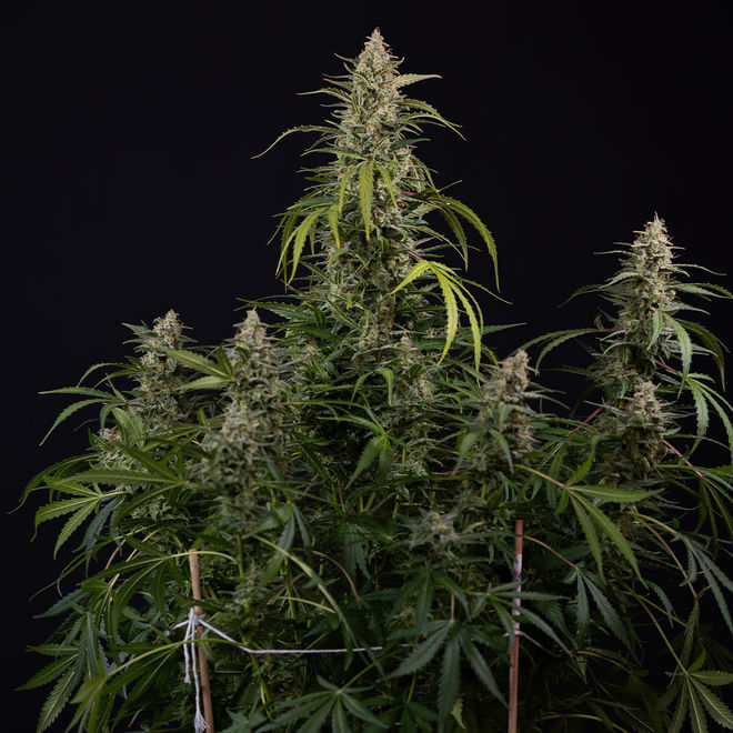 Purple Haze Automatic | Zamnesia Seeds