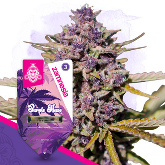 Purple Haze Automatic (Zamnesia Seeds) feminisiert