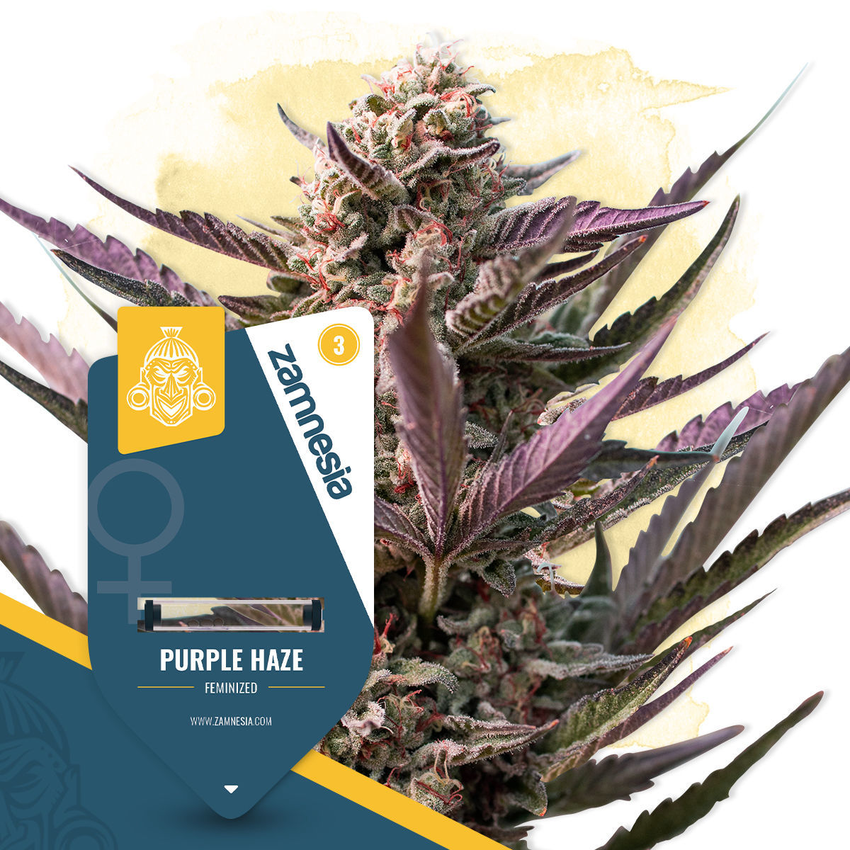 Purple Haze Feminisiert (Seeds66)