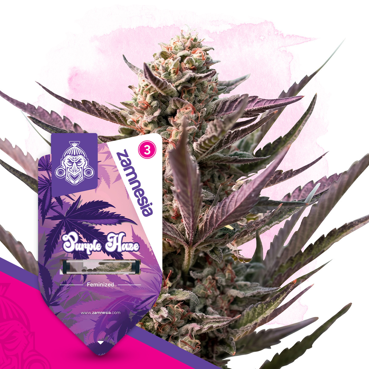 Purple Haze Feminisiert (Seeds66)