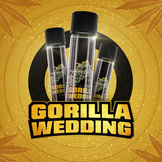 Gorilla Wedding (BSF Seeds x Zamnesia Seeds) feminisiert