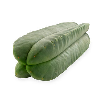 Super Pedro - 4 Rippen (Echinopsis scopulicola)