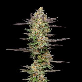 Mint Jelly Automatic (Humboldt Seed Company) feminisiert