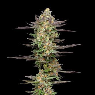 Mint Jelly Automatic (Humboldt Seed Company) feminisiert