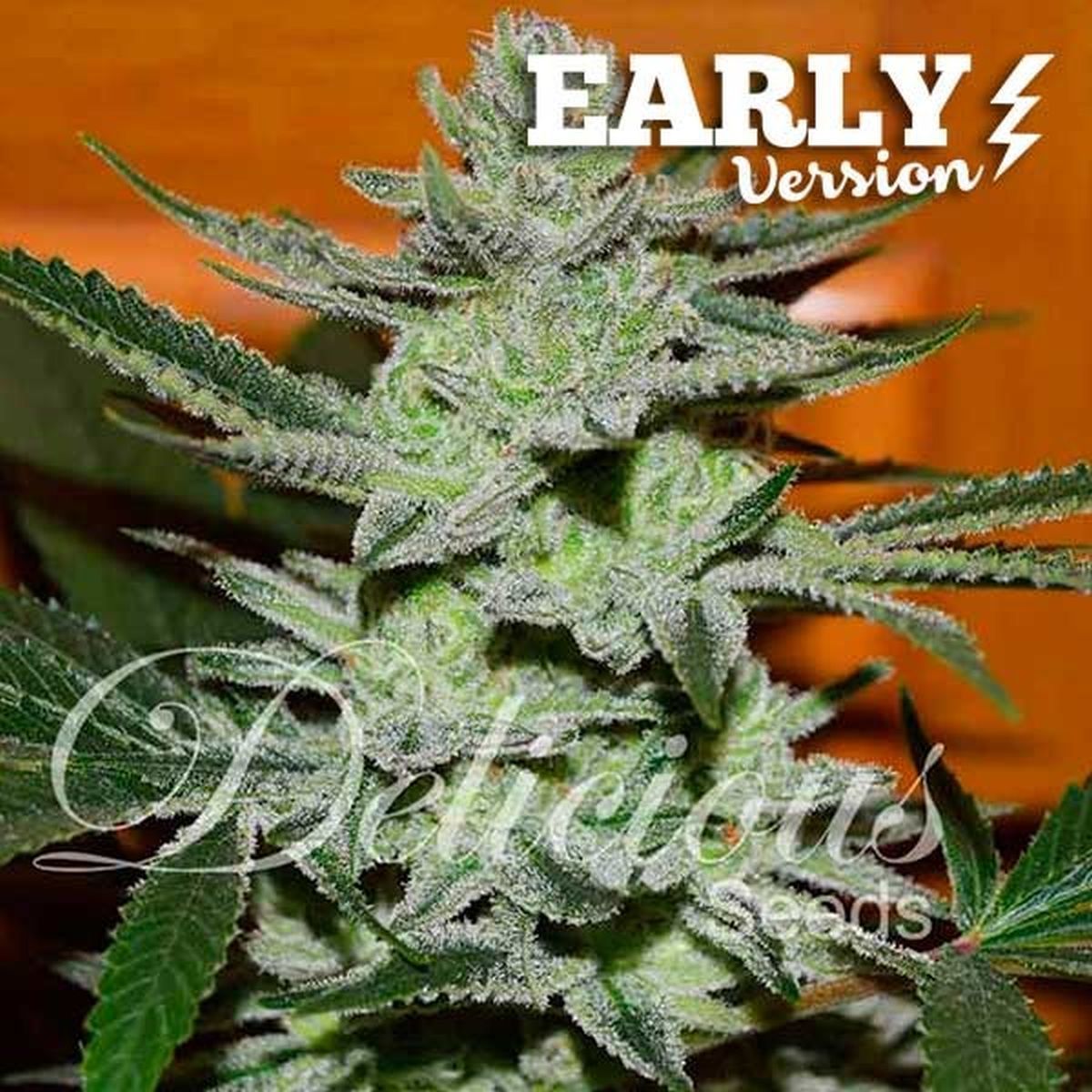 Lord Kush Early Version Feminisiert (Delicious Seeds)