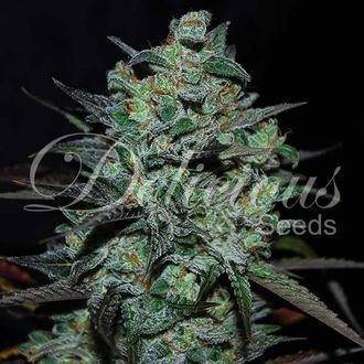 Northern Light Blue THC-Free (Delicious Seeds) feminisiert Northern Light Blue THC-Free (Delicious Seeds) feminisiert