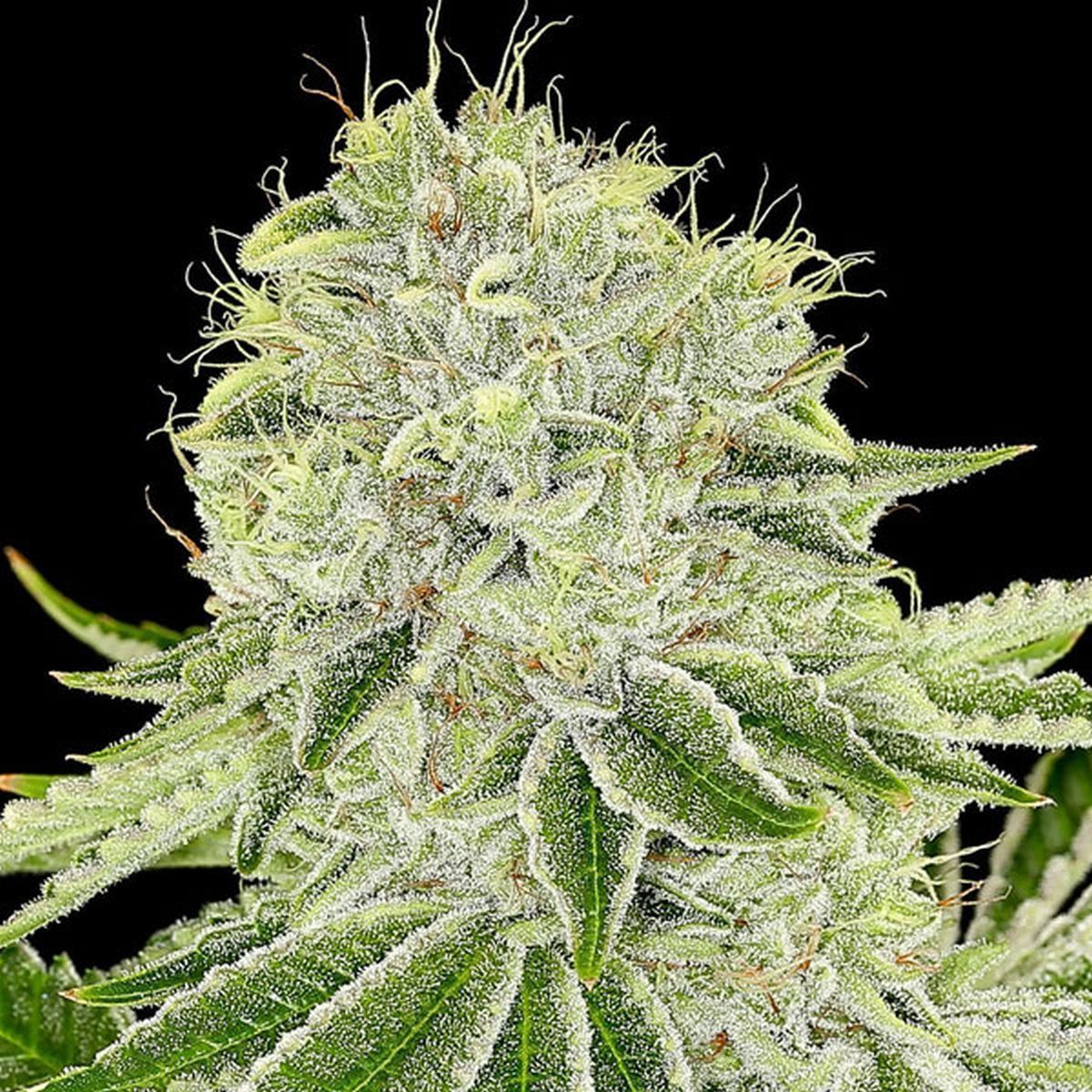 Cash Cow (Anesia Seeds) feminisiert