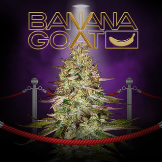Banana GOAT (T.H. Seeds x Zamnesia Seeds) feminisiert